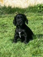 Cocker Spaniel dogs - Advert 14