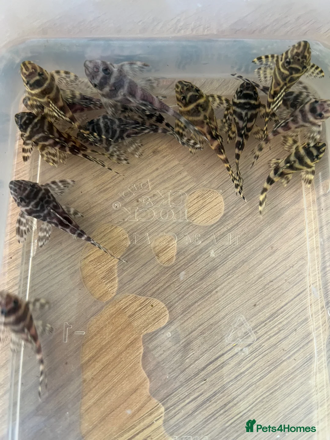 Plecos fish for sale: L333 King Tiger Plecos. 1”. Basic and high grade.  - Advert 5