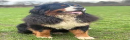 Bernese Mountain Dog dogs for stud: Outstanding Bernese mountain dog STUD in Chesterfield - Advert 6