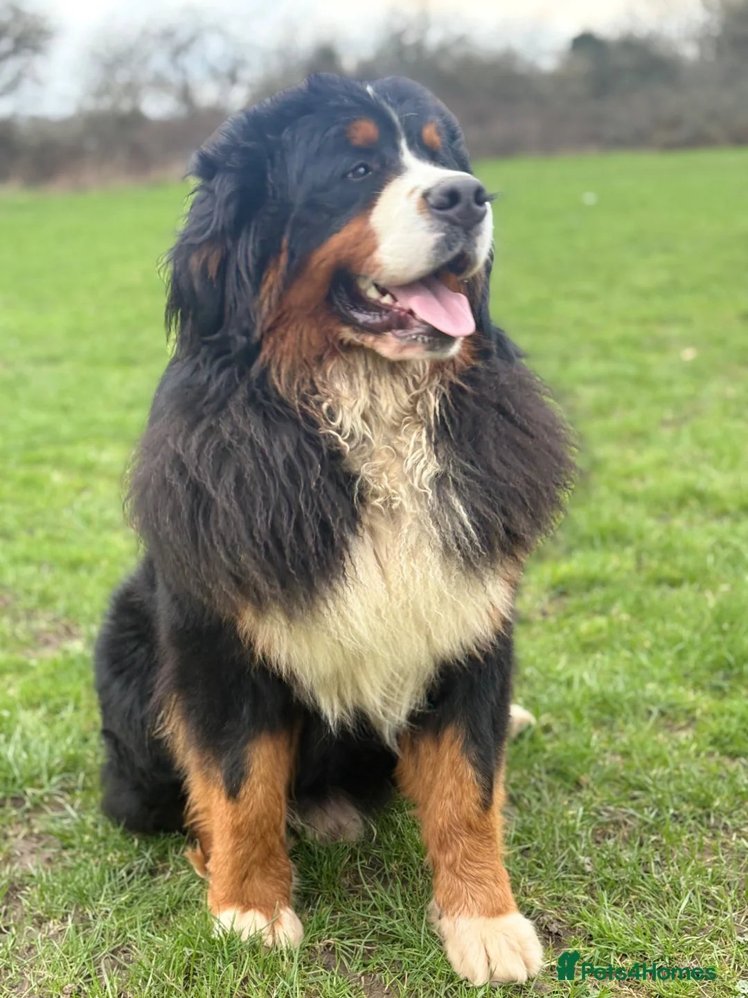 Bernese Mountain Dog dogs for stud: Outstanding Bernese mountain dog STUD in Chesterfield - Advert 6