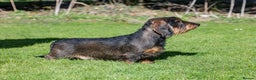Dachshund dogs for stud: CHAMPION LINES 0% COI WIREHAIRED DACHSHUND STUD  in Stockton-on-Tees - Advert 24