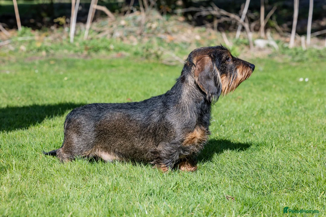 Dachshund dogs for stud: CHAMPION LINES 0% COI WIREHAIRED DACHSHUND STUD  in Stockton-on-Tees - Advert 24