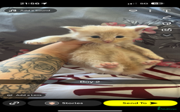 Maine Coon cats for sale: Beautiful Maine coon kittens 07396998601 - Image 10