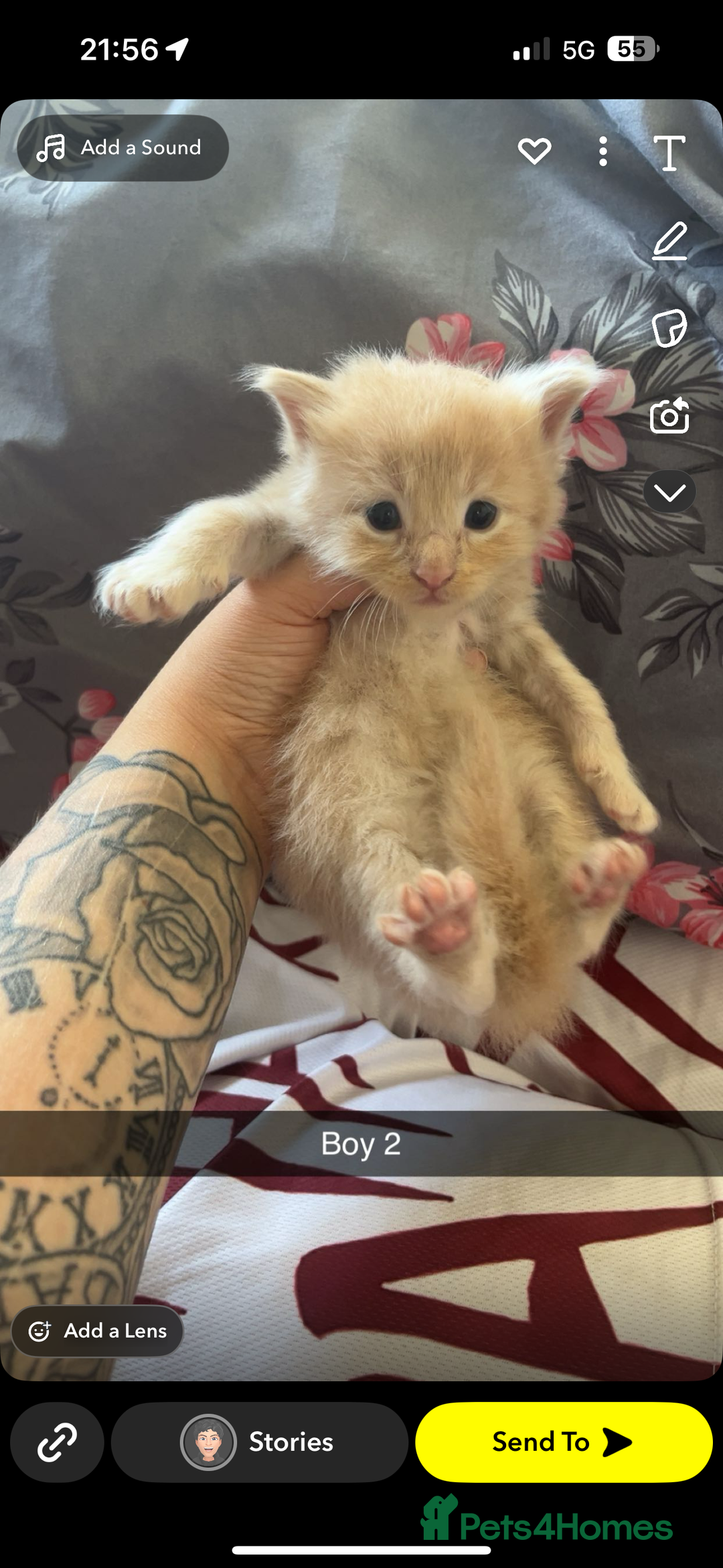 Maine Coon cats for sale: Beautiful Maine coon kittens 07396998601 - Image 10