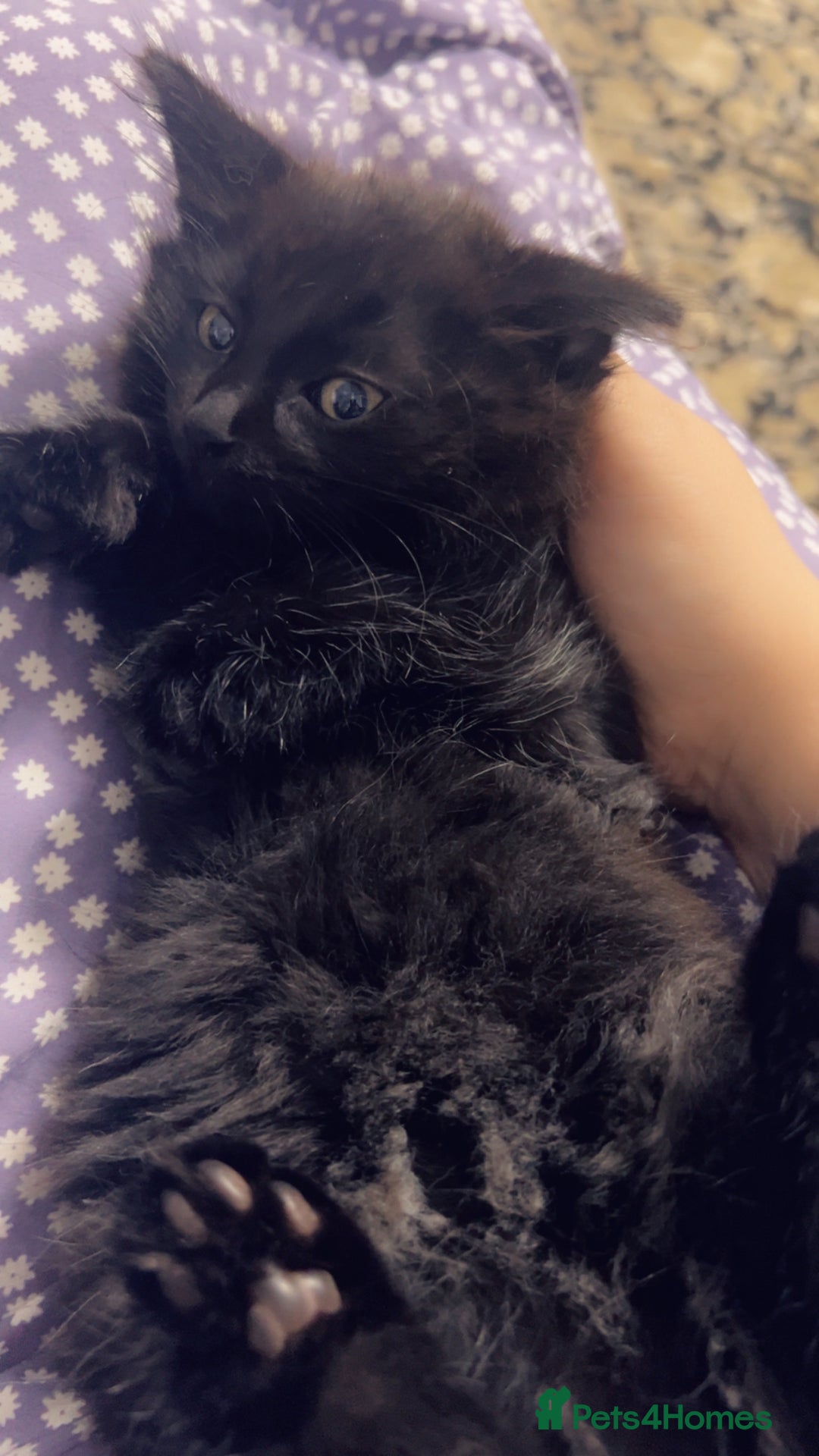 British Longhair cats for sale: Micky  - Image 3