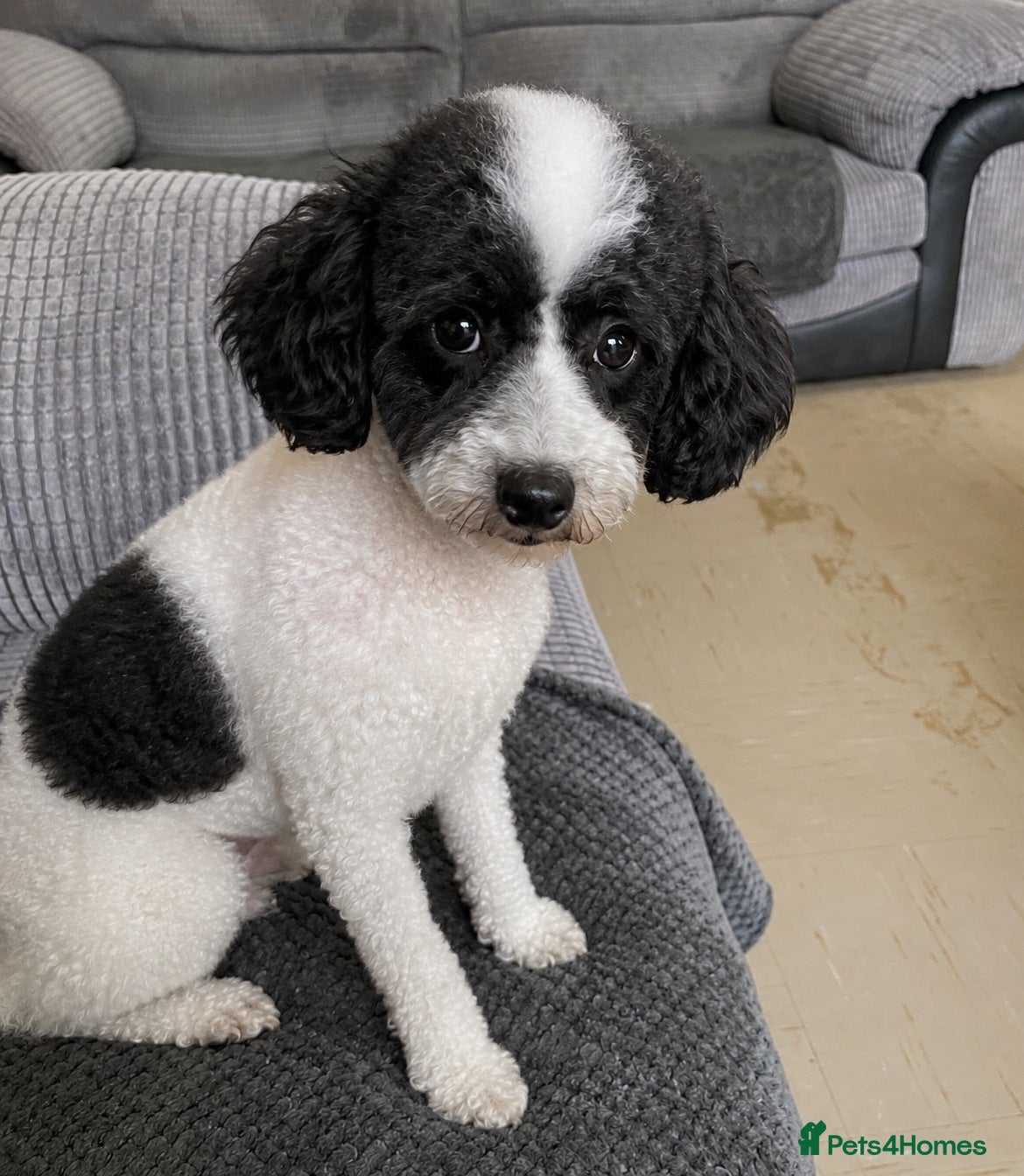 Toy Poodle dogs Stunning Toy poodle puppy boys  - Advert 1