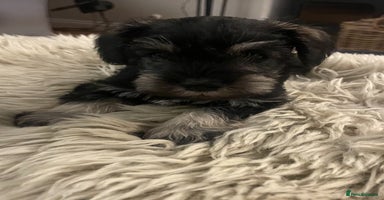 Miniature Schnauzer dogs - Advert 15