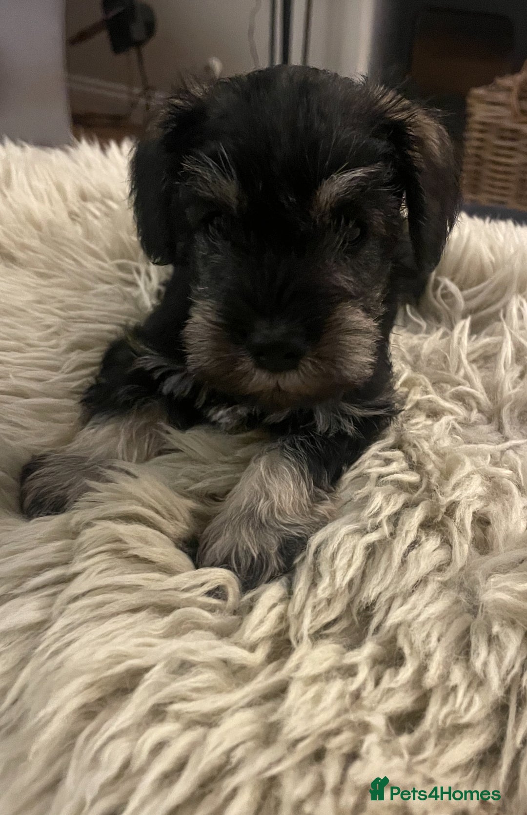 Miniature Schnauzer dogs for sale: KC reg Beautiful miniature Schnauzer puppies  - Image 2
