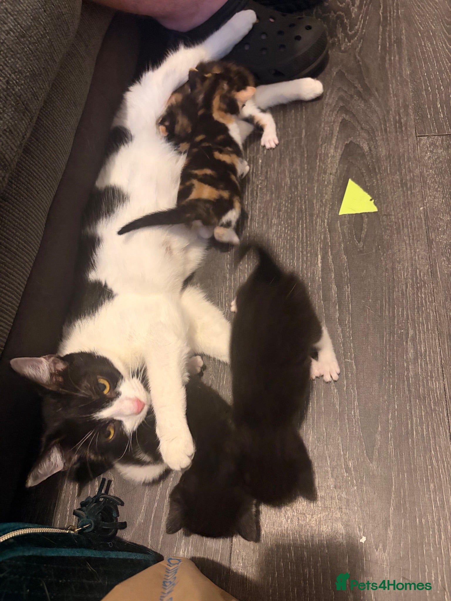 British Shorthair cats Beautiful kittens 8 weeks old  - Advert 1
