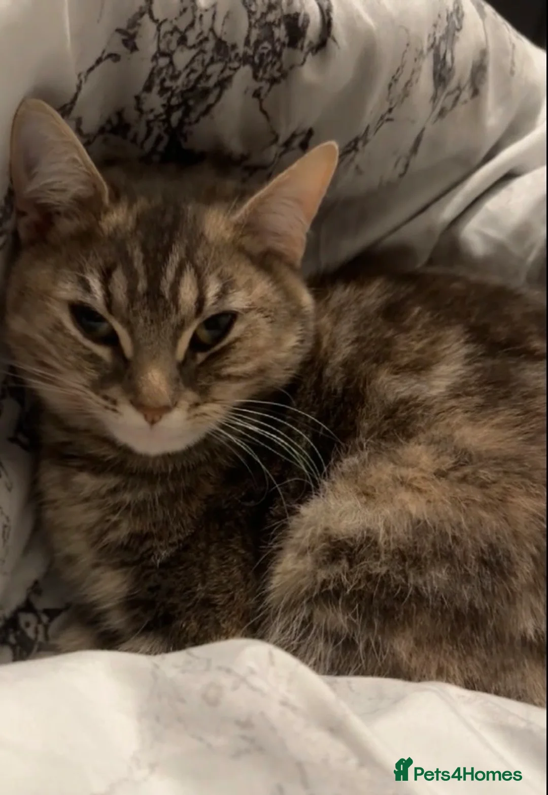 Siberian cats for sale: 2 Beautiful Friendly Cats Looking for Loving Home - Advert 5