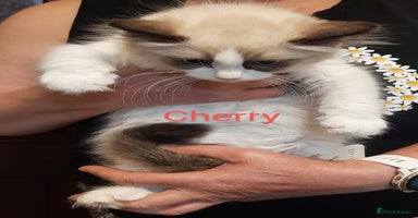 Ragdoll cats - Advert 14