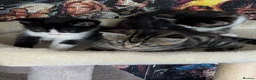 Mixed Breed cats for sale: Bi colour Ragdoll cross female kittens  in Sheffield - Advert 9