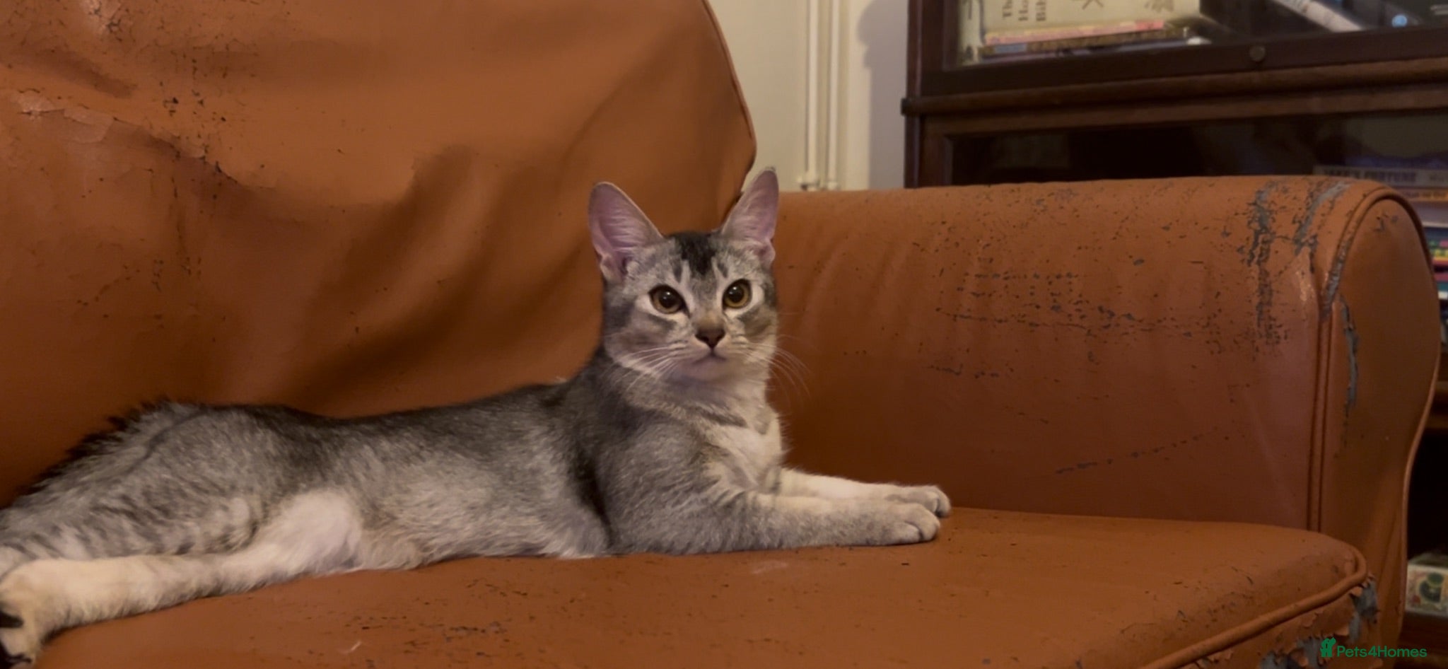 Abyssinian cats Really sweet temperament  - Advert 3