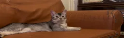 Abyssinian cats for sale: Really sweet temperament  - Advert 3