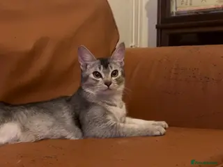 Abyssinian cats Really sweet temperament - Advert 3