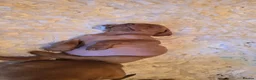 Hungarian Vizsla dogs for sale: Beautiful Hungarian Vizsla Puppies 4 Girls 2 Boys - Advert 8