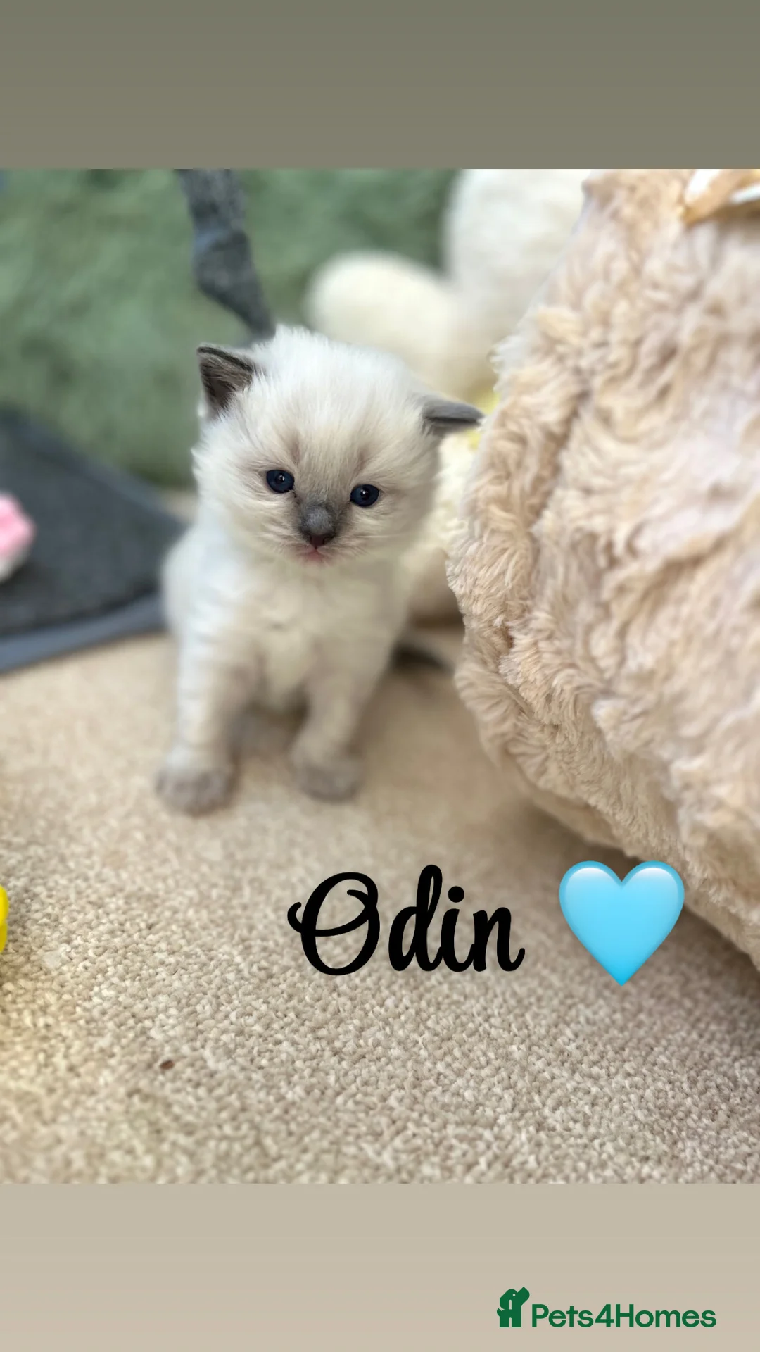 Ragdoll cats for sale: Ragdoll kittens for sale  - Advert 7