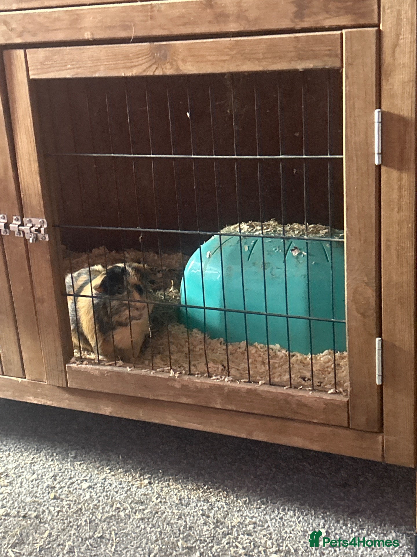 Guinea Pig rodents Meet flin  - Advert 12