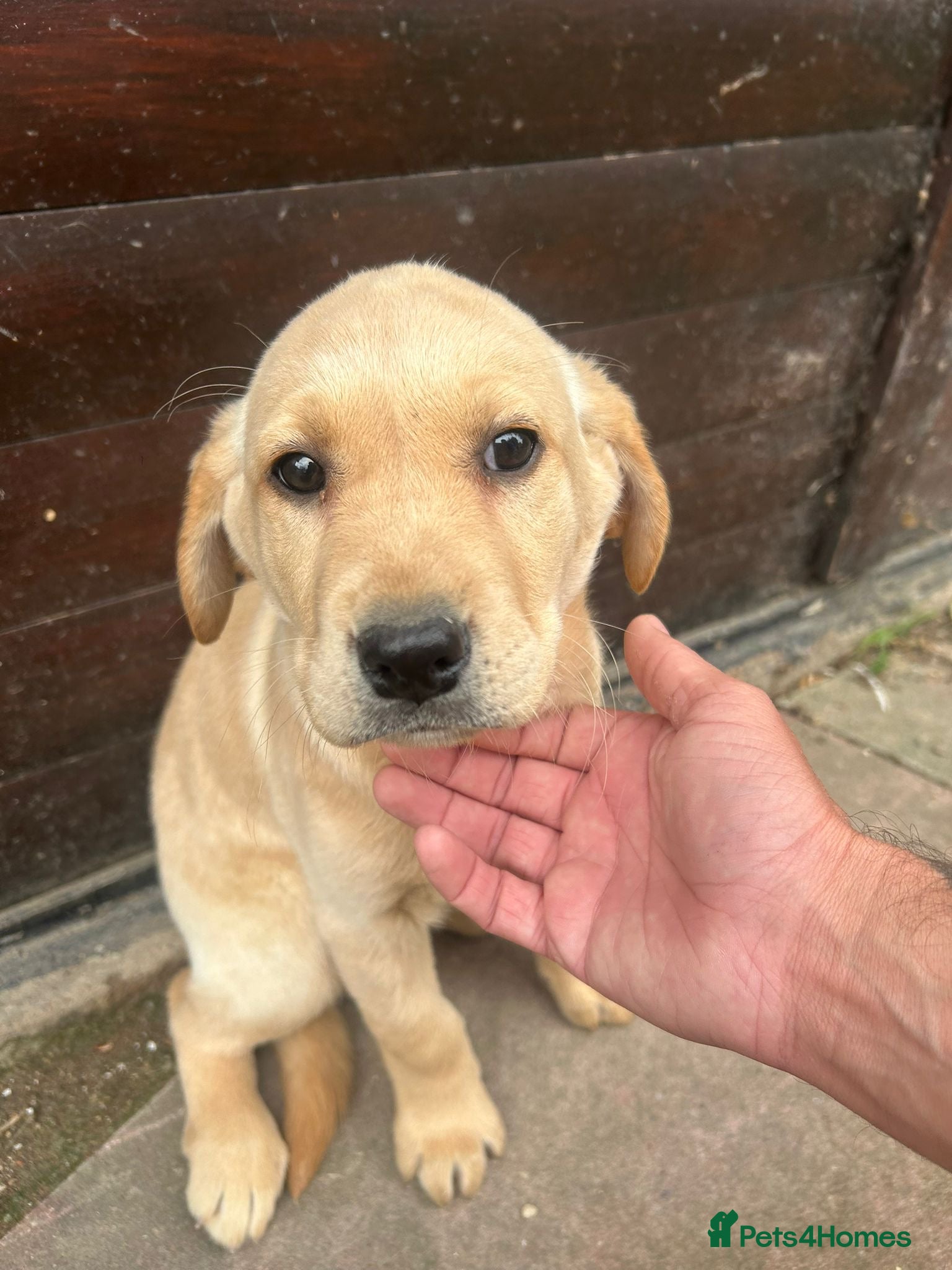 Labrador Retriever dogs Beautiful fox red and cream Labrador retriever - Advert 2