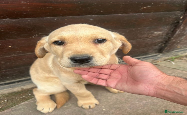 Labrador Retriever dogs - Advert 1