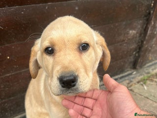 Labrador Retriever dogs - Advert 1