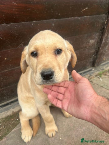 Labrador Retriever dogs - Advert 1