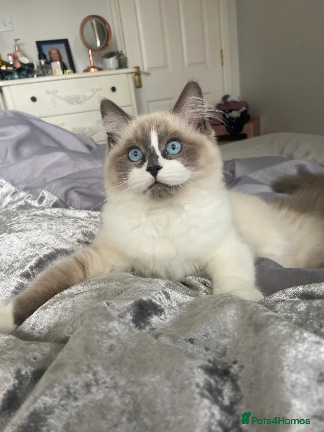 Ragdoll cats for sale: Ragdoll x maincoon  in Ryde - Advert 4