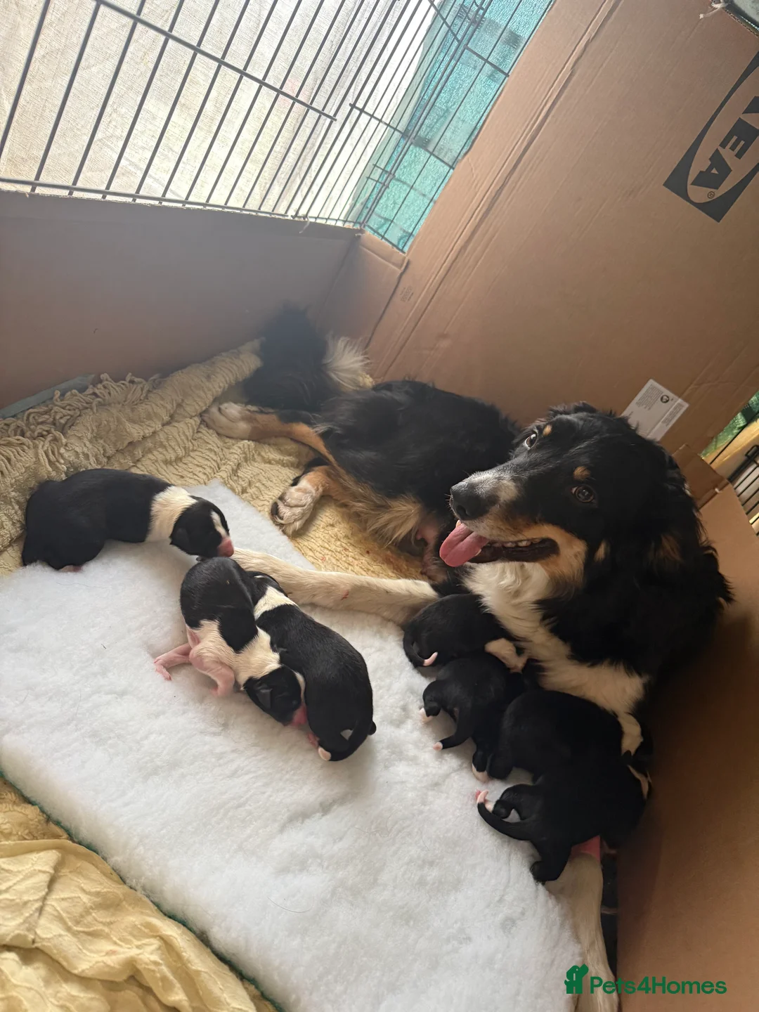 Border Collie dogs for sale: Border Collie Puppies from Working Stock in Carnforth - Advert 2