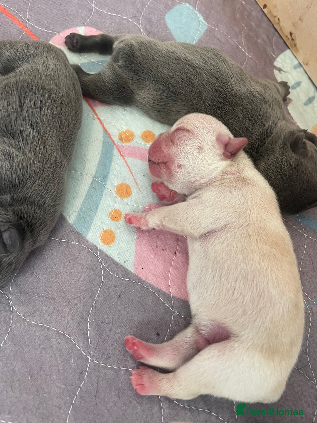 French Bulldog dogs for sale: KC Reg Frenchie Puppies - Image 2
