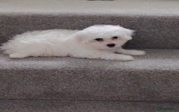 Maltese dogs for sale: Pure Maltese puppies ❤️❤️💙 - Image 8