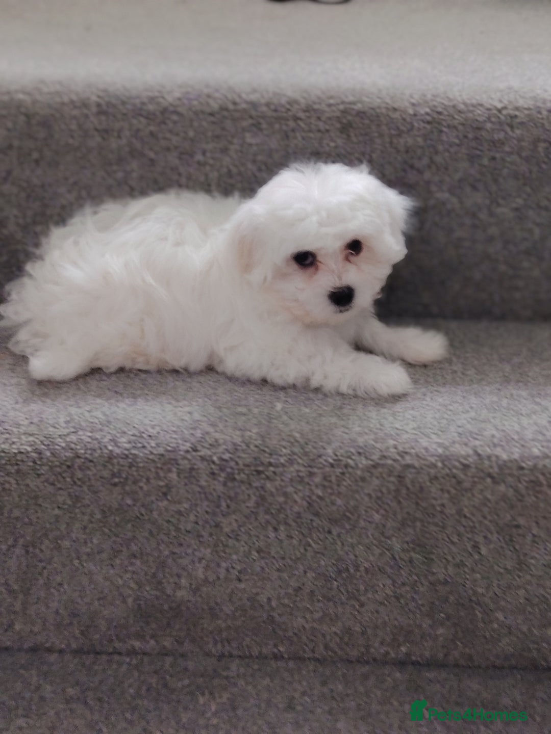 Maltese dogs for sale: Pure Maltese puppies ❤️❤️💙 - Image 8