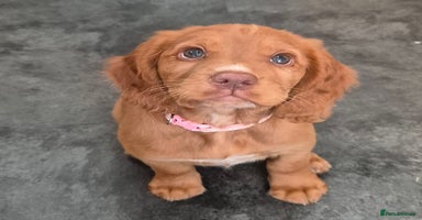 Mixed Breed dogs - Advert 3