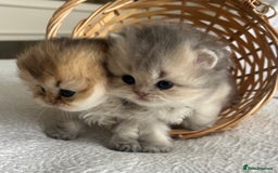 Scottish Fold cats for sale: Pedigree cutest SFLH kittens   - Image 11