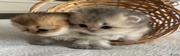 Scottish Fold cats for sale: Pedigree cutest SFLH kittens   - Advert 22