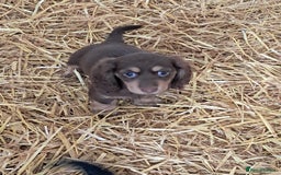 Miniature Dachshund dogs for sale: Miniture long haired daschund pups  - Image 4