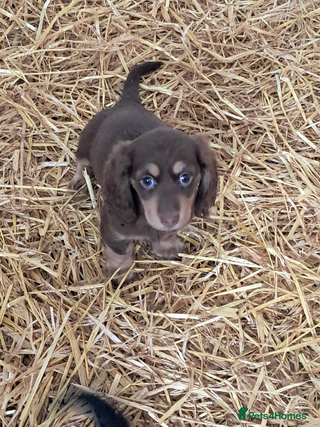 Miniature Dachshund dogs for sale: Miniture long haired daschund pups  - Image 4