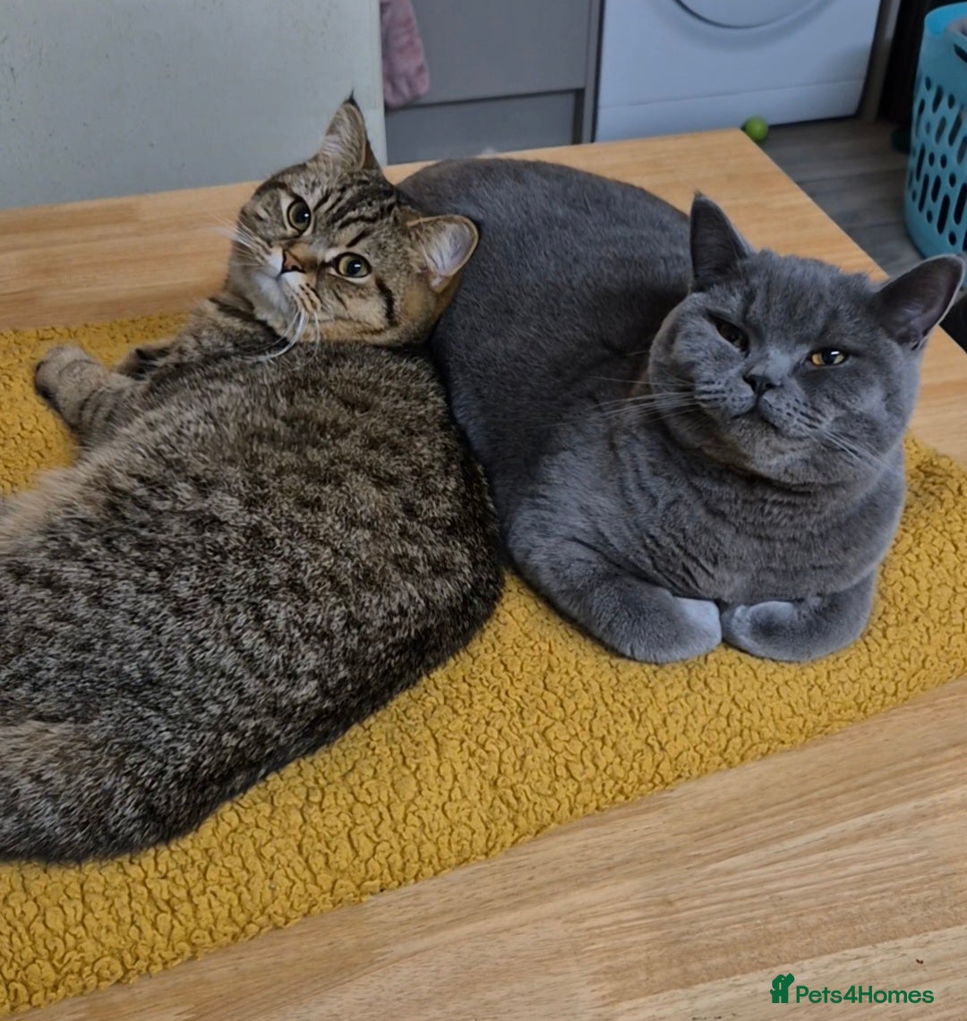 British Shorthair cats Bonded pair girl & boy - Advert 2