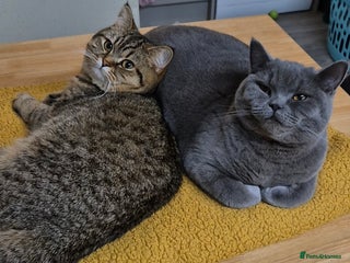 British Shorthair cats Bonded pair girl & boy - Advert 2