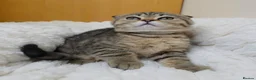 British Shorthair cats for sale: Golden Tabby Kittens  - Advert 29