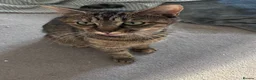 Mixed Breed cats for sale: Cute kittens in Doncaster - Advert 2