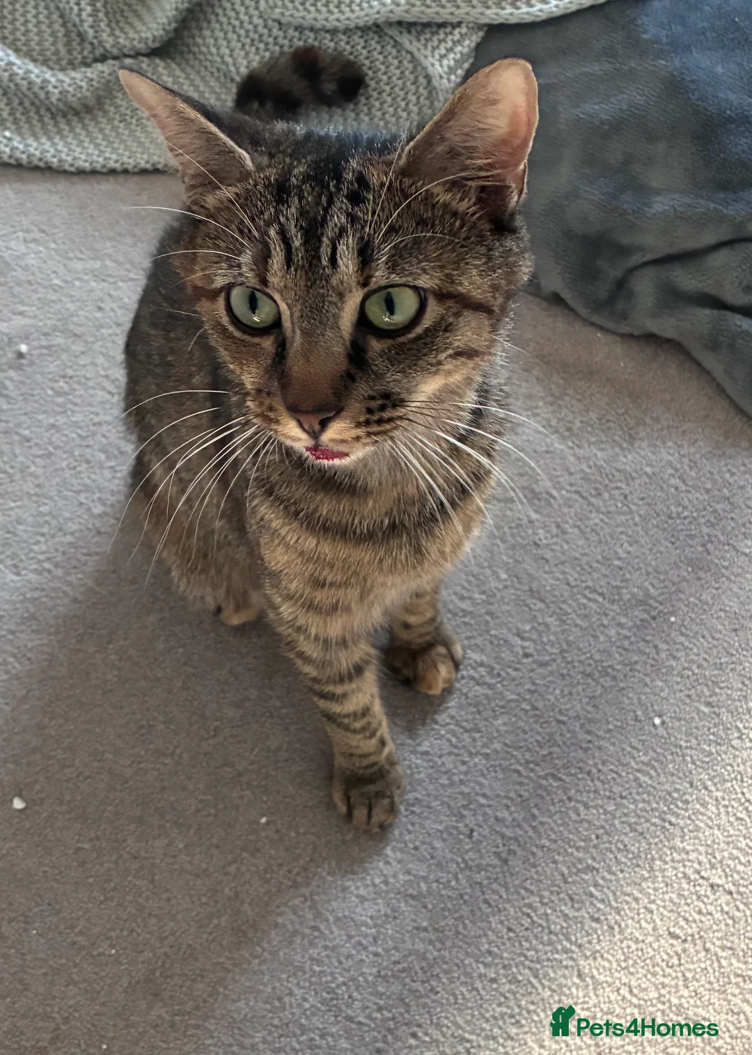 Mixed Breed cats for sale: Cute kittens in Doncaster - Advert 2