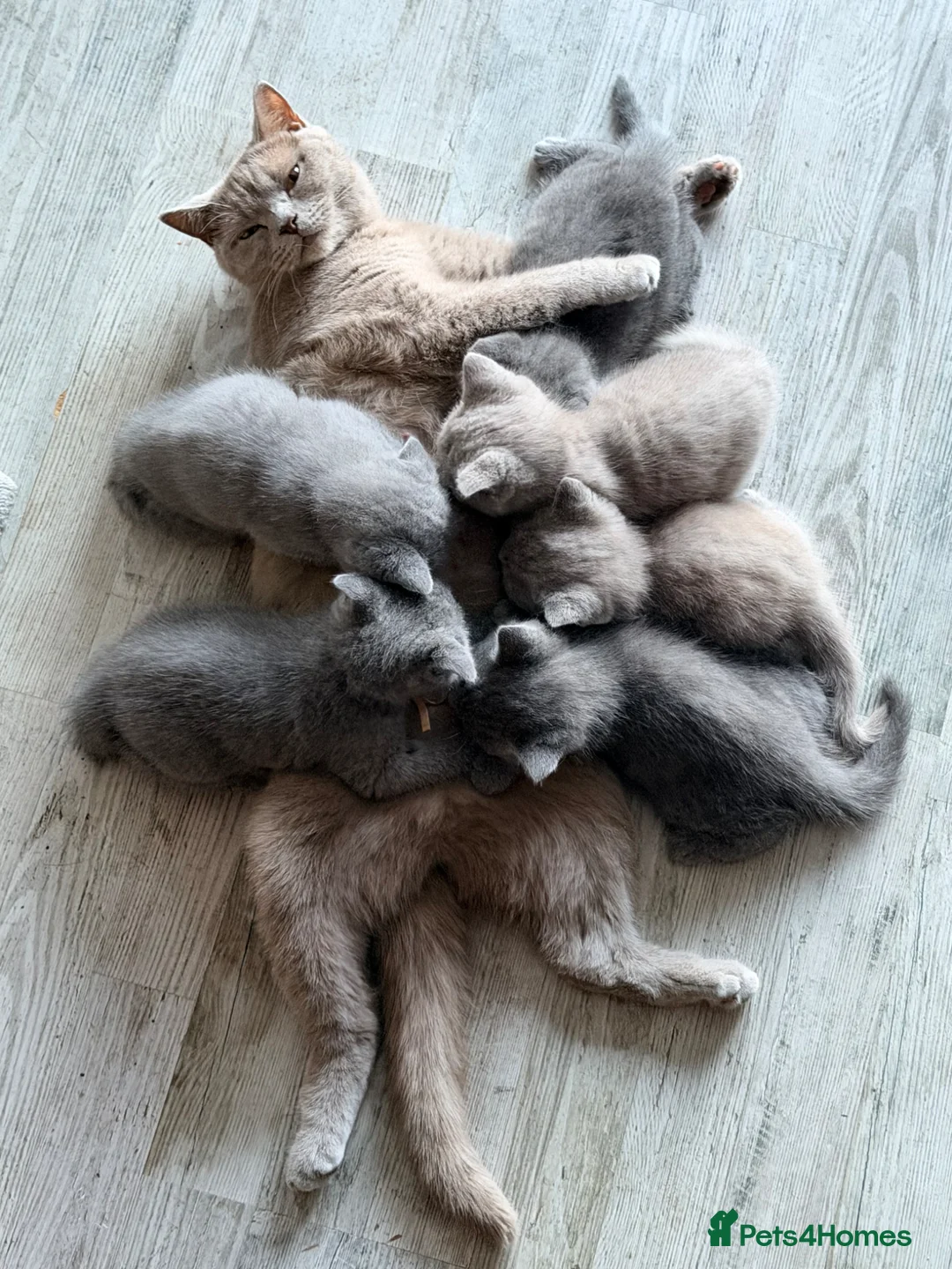 British Shorthair cats for sale: BSH British short hair - Advert 9