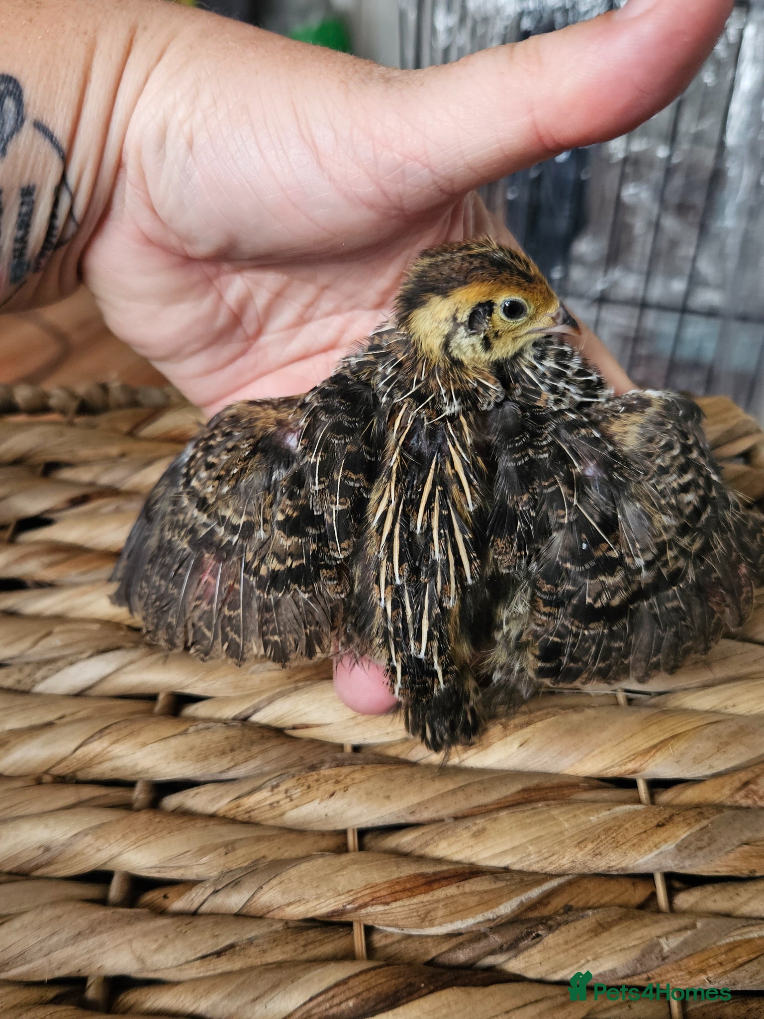 Quail poultry Various aged quails - Advert 15