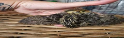 Quail poultry for sale: Various aged quails - Advert 1