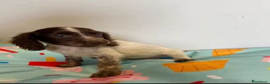 Cocker Spaniel 2