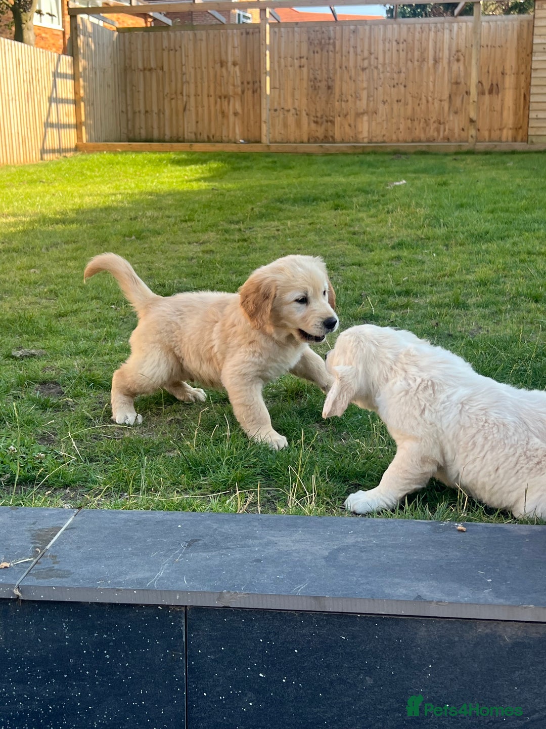 Golden Retriever dogs for sale: Teddy Bear Goldies - Image 10