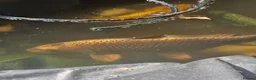 Koi Carp fish for sale: Mix of koi carp/sturgeon and tench for sale in Leeds - Advert 4