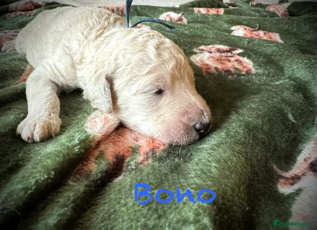 Standard Poodle dogs for sale: Show line standard poodles  - Advert 10