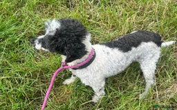 Toy Poodle dogs for adoption: Gloria * Toy Poodle * 240720 - Image 1