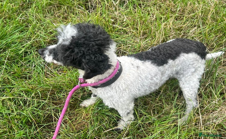Toy Poodle dogs - Advert 1
